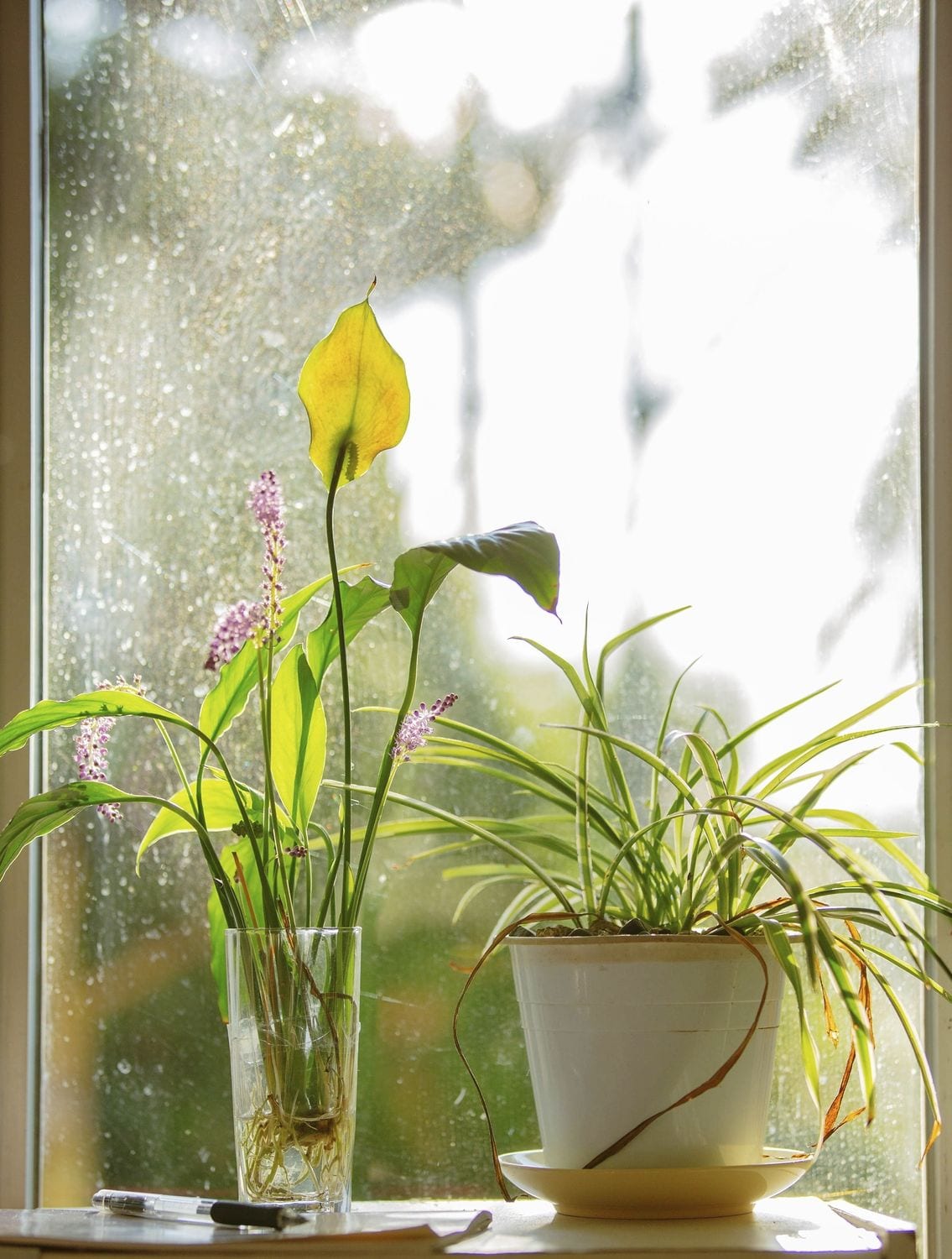 How do i choose window style