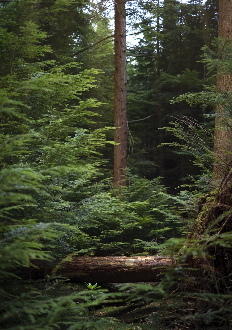 green trees on forest