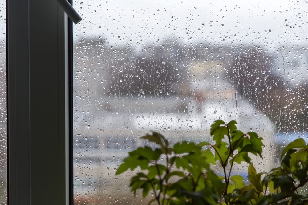 rain on window plant